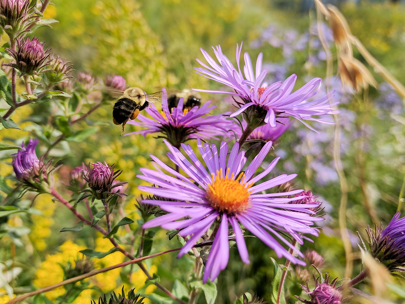 Asters and bees